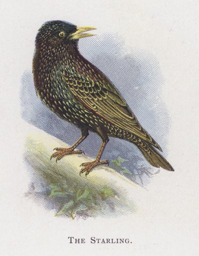 The Starling by Alexander Francis Lydon